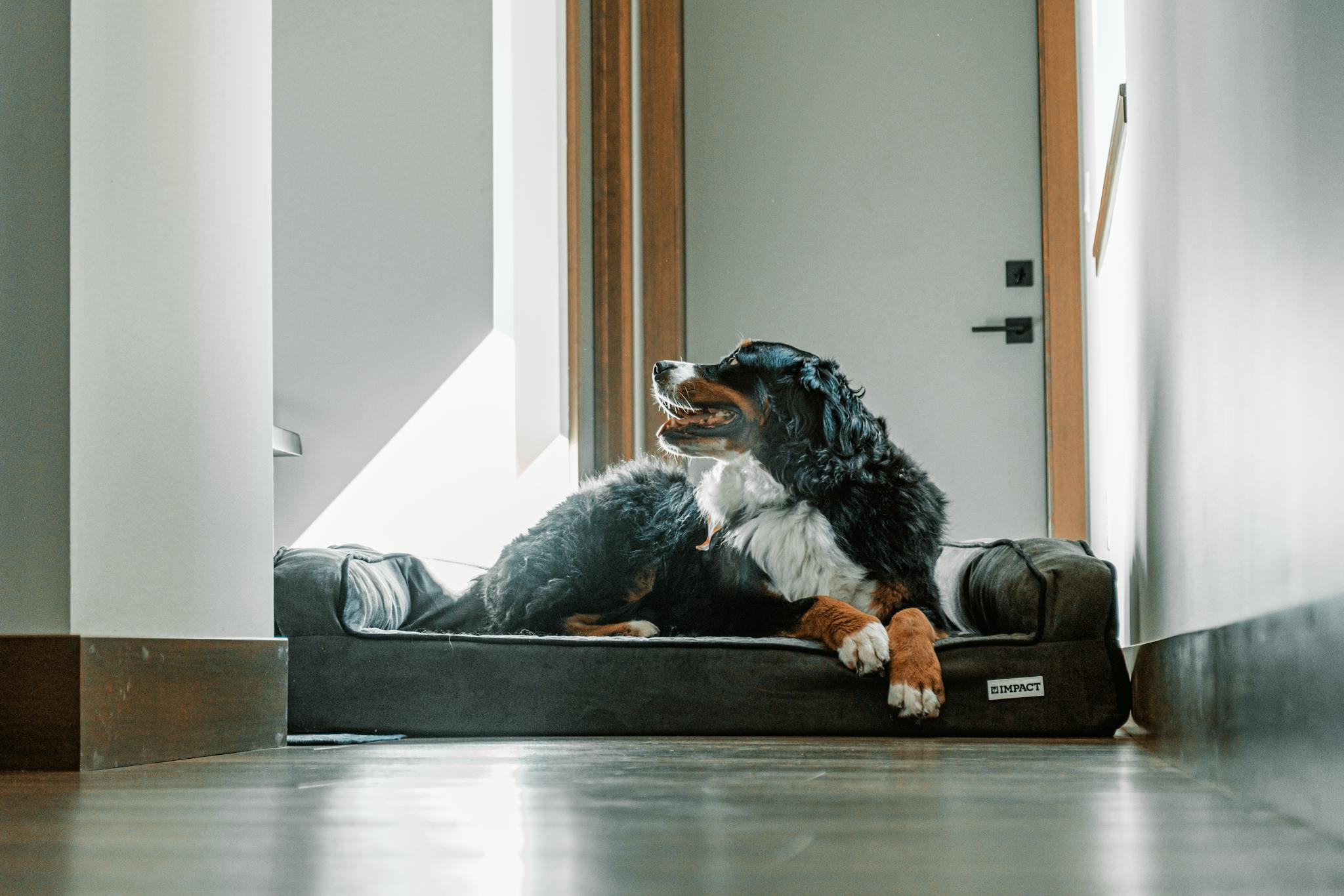 A Bernese Mountain Dog contentedly lying on a durable dog bed indoors.