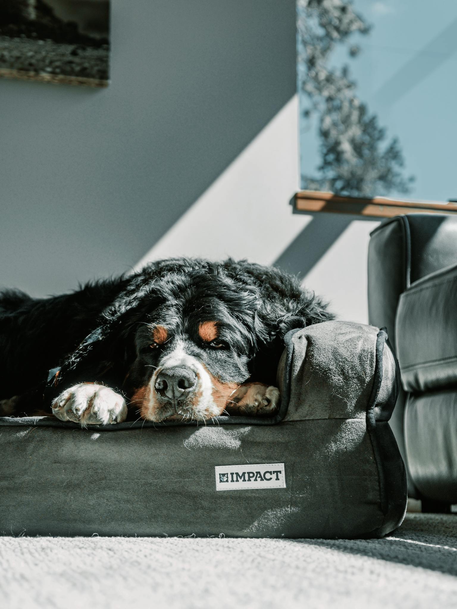 A Bernese Mountain Dog peacefully napping on a high-quality dog bed indoors.