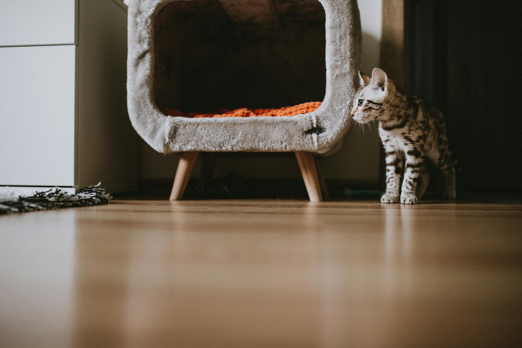 Bengal kitten standing next to a cozy pet bed in a modern apartment interior.