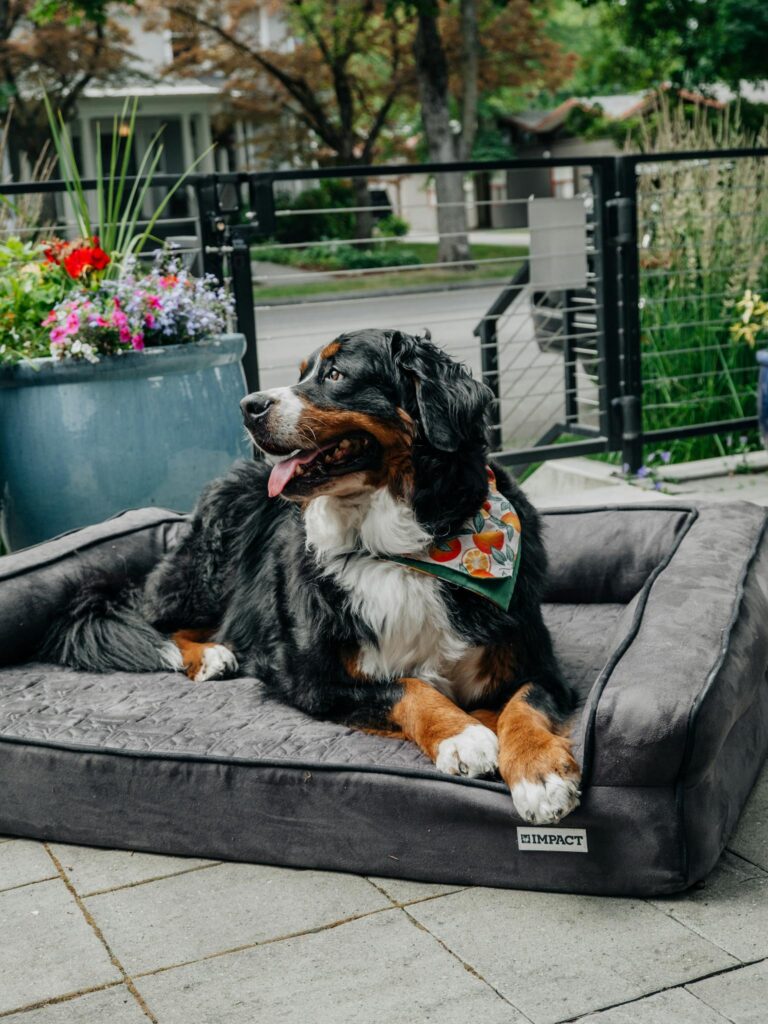 Bernese Mountain Dog lounging comfortably on a premium outdoor dog bed with flowers in the background.