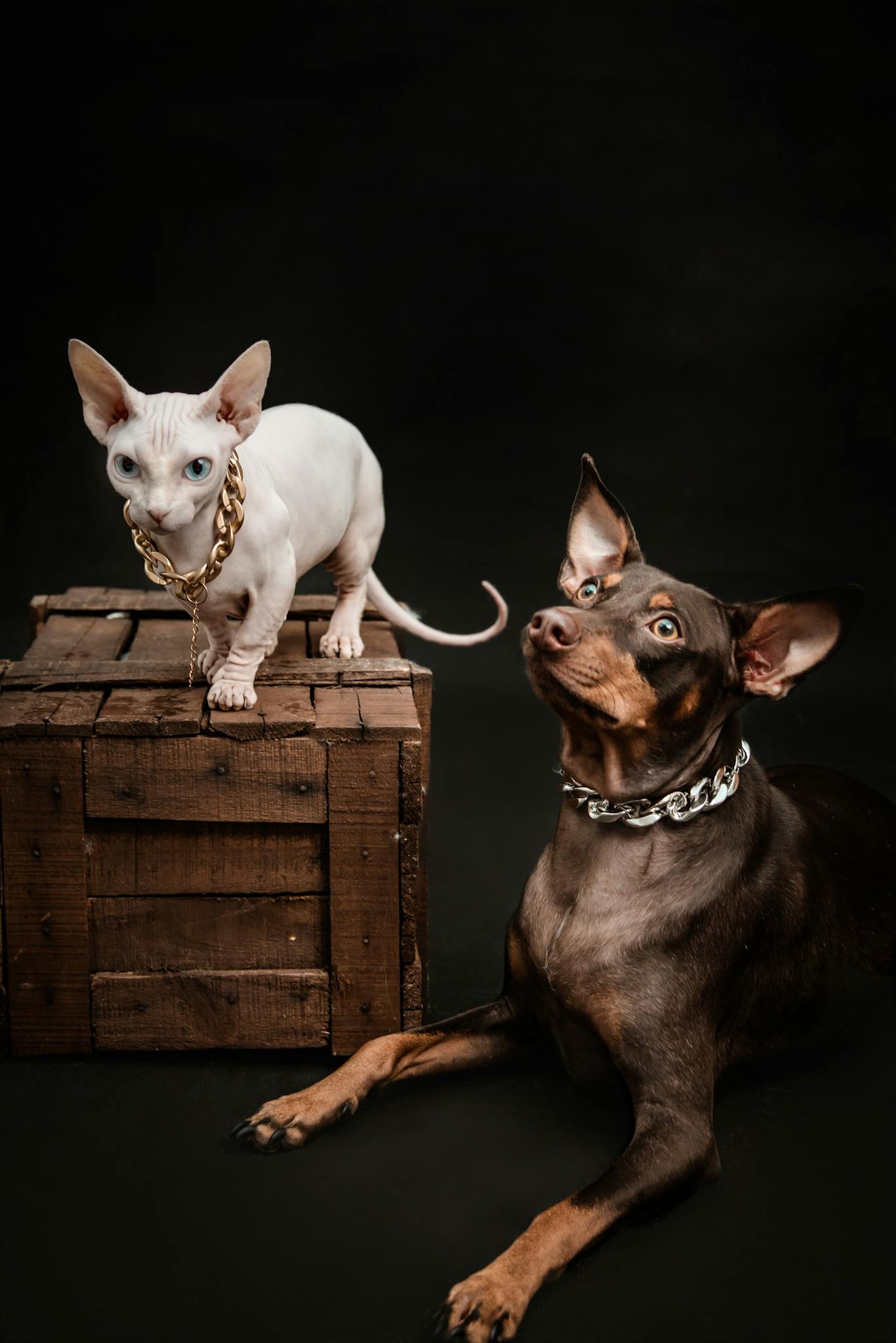 Sphynx cat and Doberman dog with chains on a wooden crate against black background.